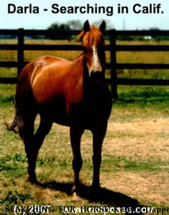 SEARCHING FOR HORSE Kelly`s Dapper Darla, Near Bakersfield, CA, 95366